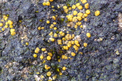 Placidium squamulosum