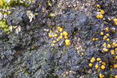 Placidium squamulosum