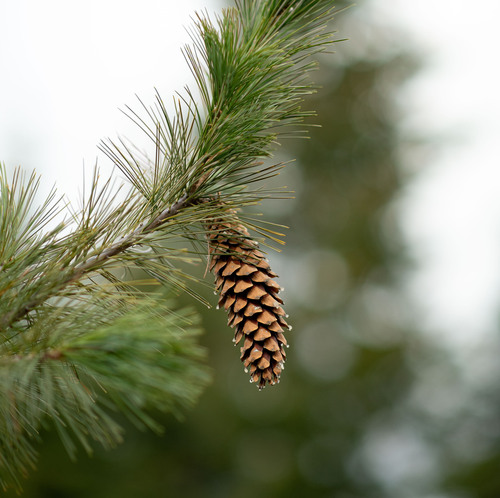 western white pine