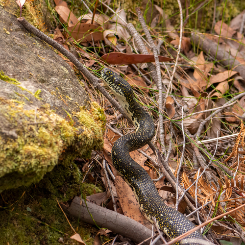 Diamond Python sighting
