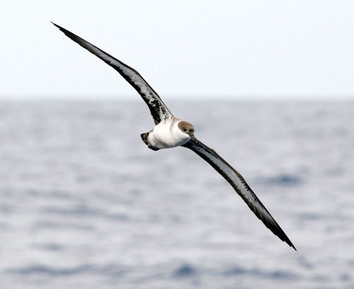 Great Shearwater, photo 6 of 8