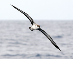 Great Shearwater photo 5