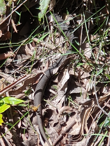 Highlands Copperhead sighting
