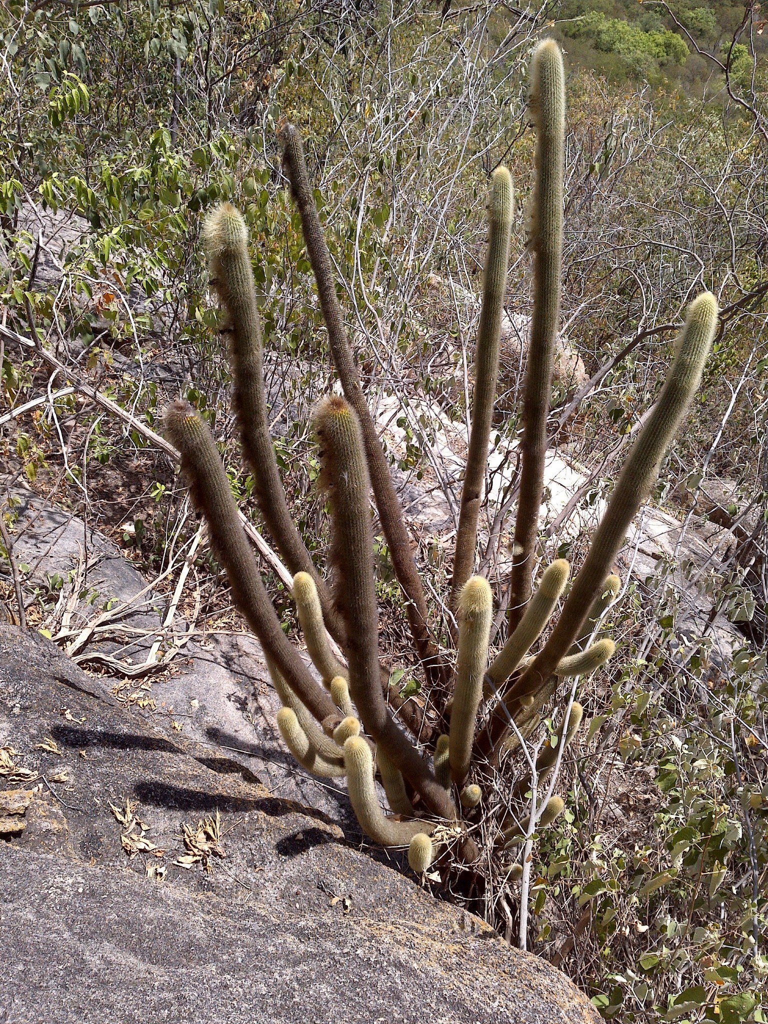 Pilosocereus chrysostele