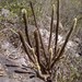 Pilosocereus chrysostele - Photo (c) Marcondes Oliveira, some rights reserved (CC BY-NC), uploaded by Marcondes Oliveira