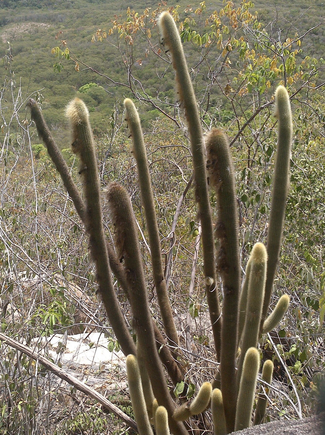 Pilosocereus chrysostele
