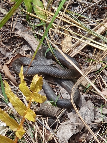 Highlands Copperhead sighting