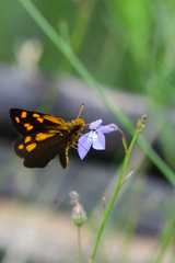 Metisella metis metis