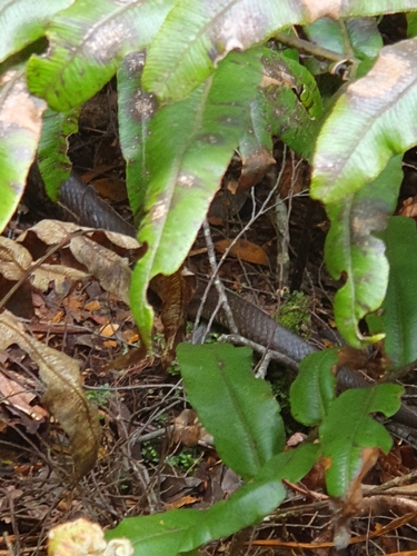 Highlands Copperhead sighting