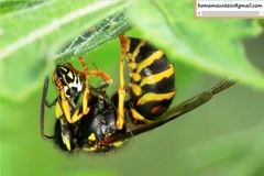 Vespula koreensis