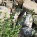 Lophanthus chinensis - Photo (c) Daba, algunos derechos reservados (CC BY-NC), uploaded by Daba