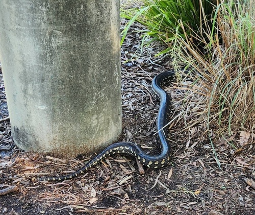 Coastal Carpet Python sighting