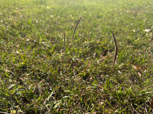 Dichanthium caricosum observed 2025-11-24