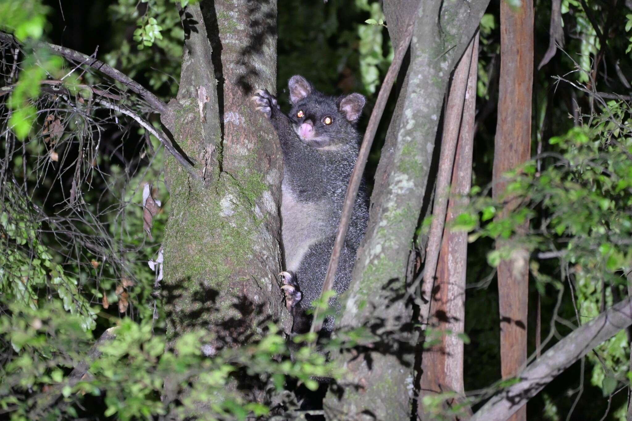 IRL Wildlife Encounters | Page 32 | Frontier Forums