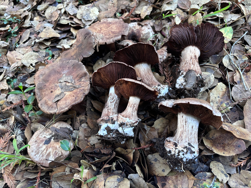 Cortinarius regalis · November 2025 · photo: © reago (iNaturalist, cc-by)
