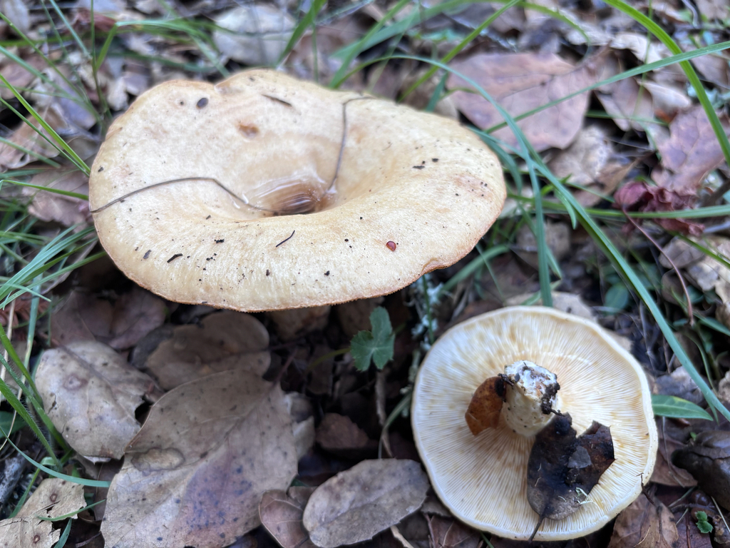 Lactarius alnicola · November 2025 · photo: © reago (iNaturalist, cc-by)
