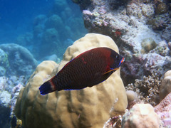 Pseudodax moluccanus