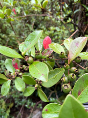 Psidium cattleianum, recorded fruiting