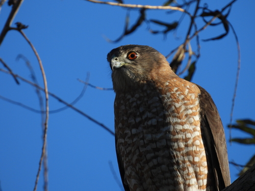 iNaturalist observation photo of Cooper's Hawk