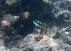 Thalassoma jansenii