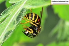 Vespula koreensis