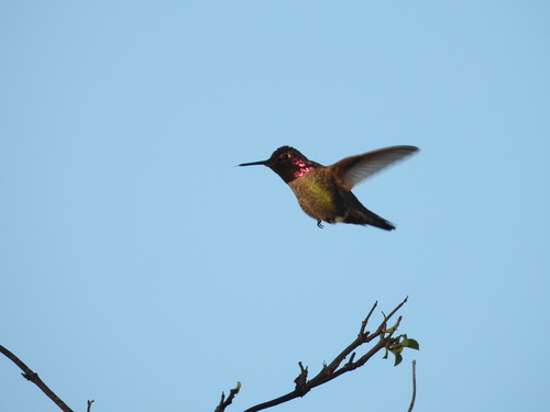 iNaturalist observation photo of Anna's Hummingbird