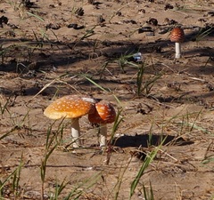Amanita muscaria