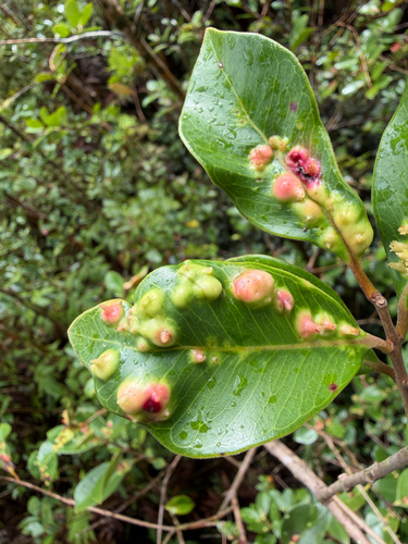 Strawberry Guava Scale