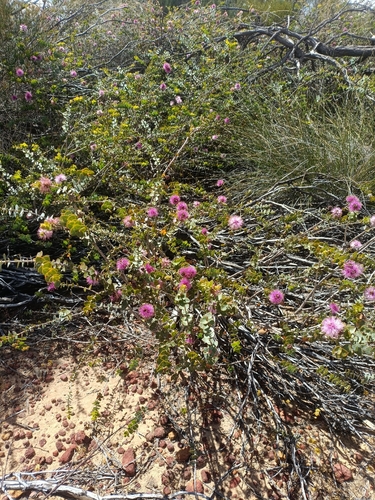 Melaleuca cordata observed 2025-11-24