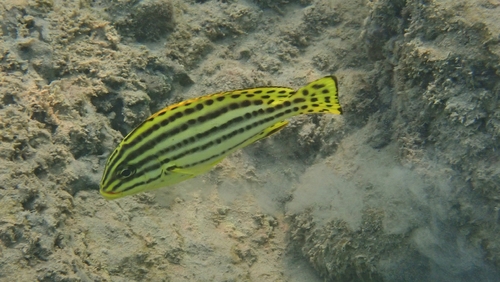 Blackspotted Rubberlip — seen at this dive site
