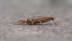 Cosmopterix fernaldella