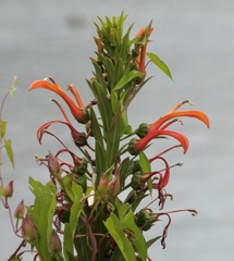 Lobelia excelsa