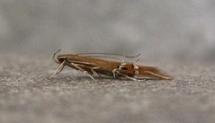 Cosmopterix fernaldella