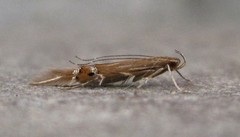 Cosmopterix fernaldella