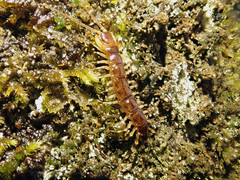 Lithobius variegatus