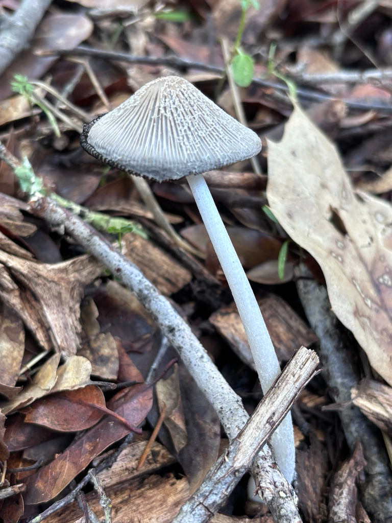 Coprinopsis lagopus · November 2025 · photo: © reago (iNaturalist, cc-by)