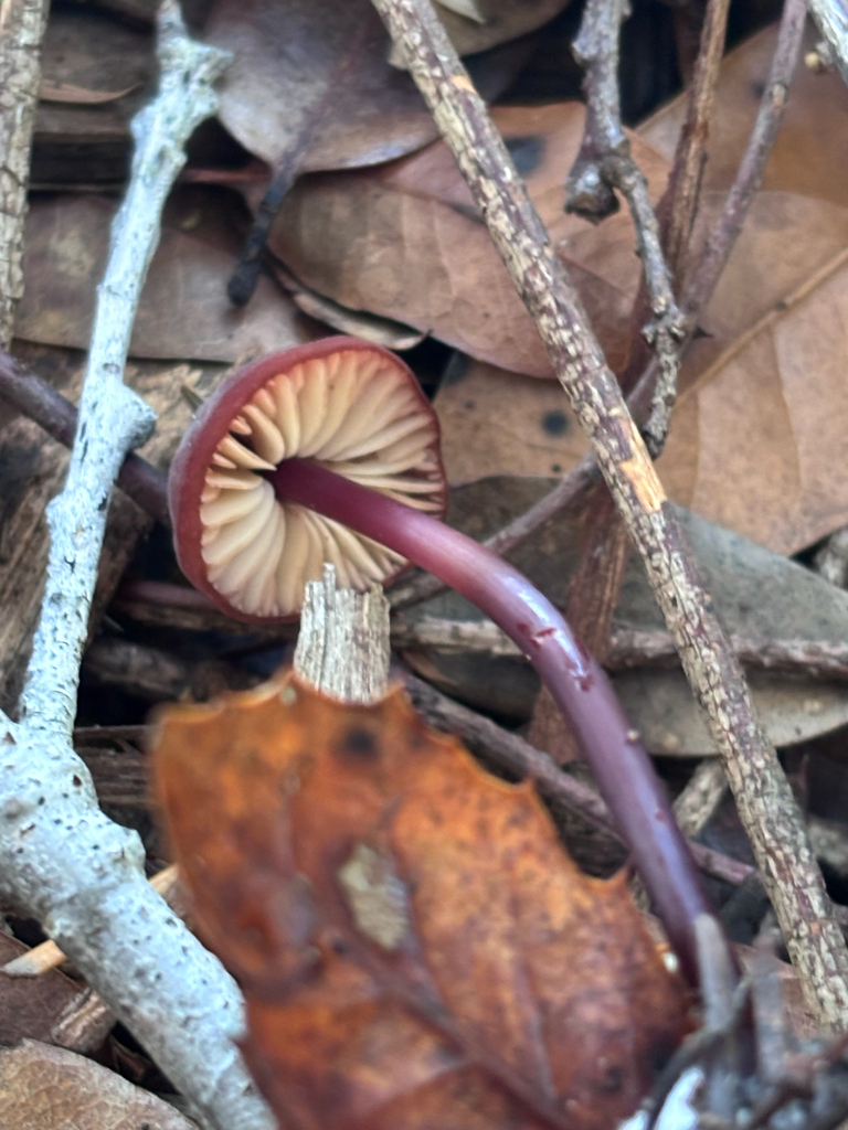 Marasmius plicatulus · November 2025 · photo: © reago (iNaturalist, cc-by)
