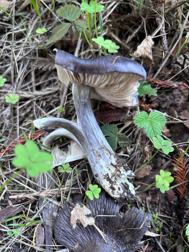 Entoloma medianox · November 2025 · photo: © reago (iNaturalist, cc-by)