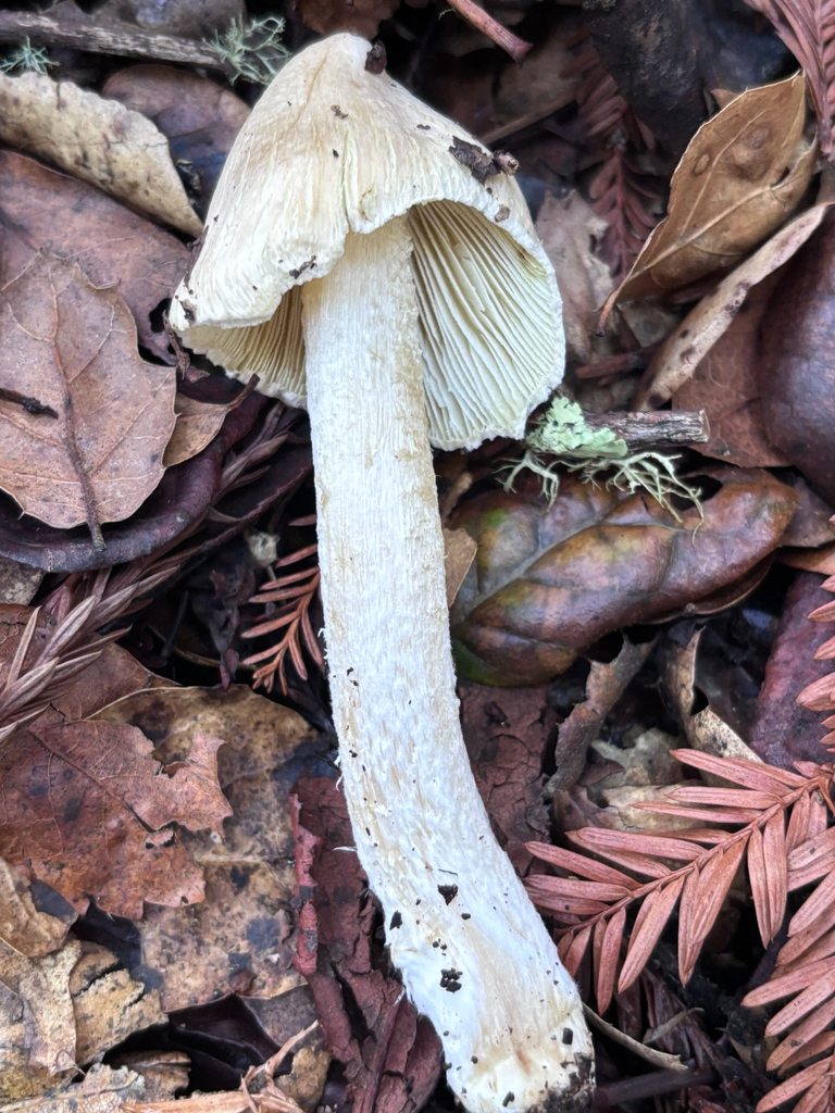 Pseudosperma sororium · November 2025 · photo: © reago (iNaturalist, cc-by)