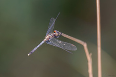 Erythrodiplax avittata
