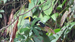 Ramphastos brevis