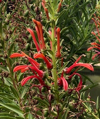 Lobelia excelsa