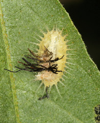 Solanophila paykullii