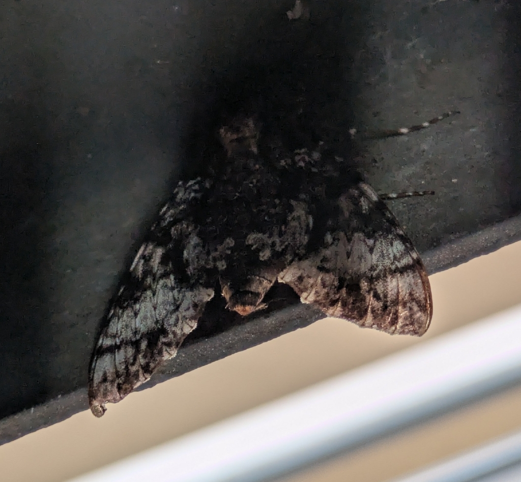 Isognathus excelsior