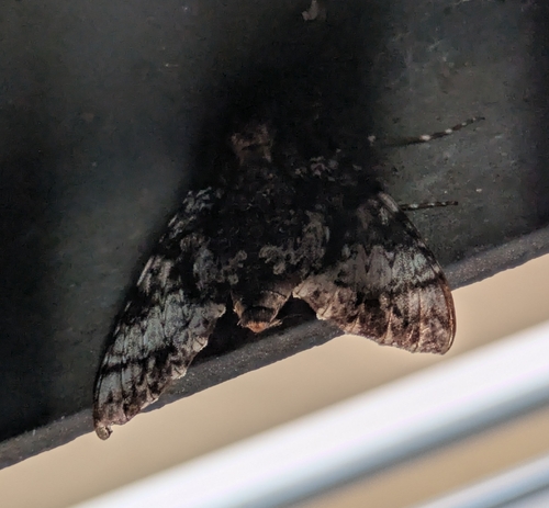 Isognathus excelsior
