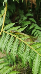 Chironius bicarinatus