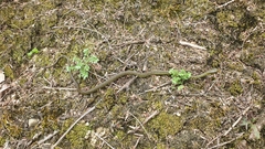 Chironius bicarinatus