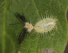 Solanophila paykullii