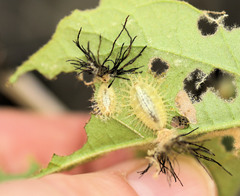 Solanophila paykullii