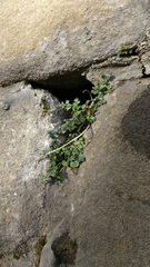 Asplenium ruta-muraria